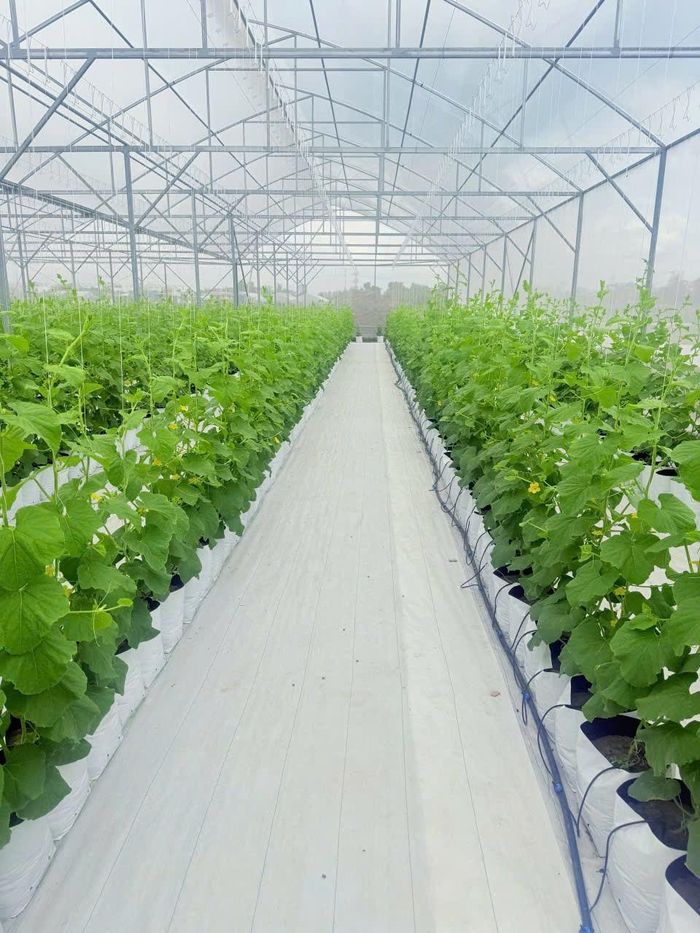 Vườn dưa được dầu tư bài bản, quy mô. Ảnh: Phạm Hương