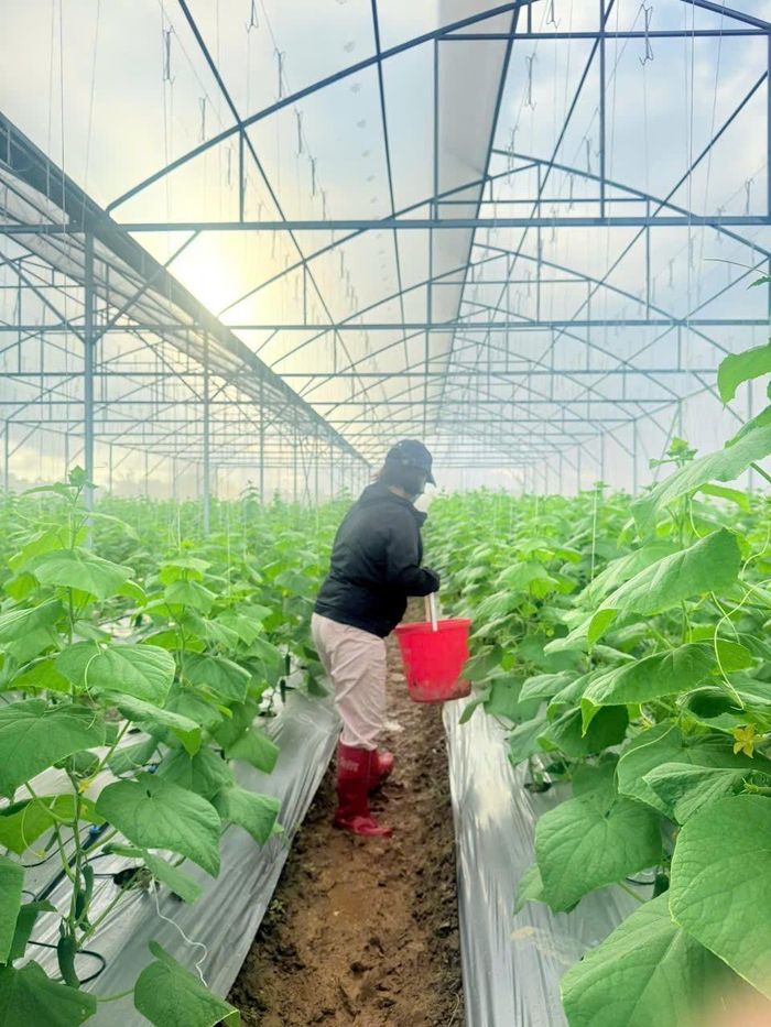 Dưa được trồng theo mô hình công nghệ cao, chăm sóc cẩn thận. Ảnh:Phạm Hương
