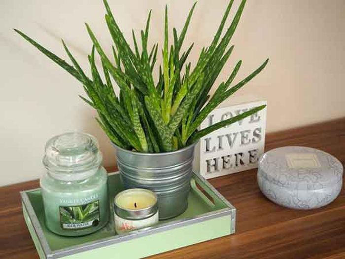 Cây nha đam (lô hội) được ca ngợi vì những đặc tính chữa bệnh, ẩn giấu bên dưới lớp vỏ gai góc, thô ráp.
