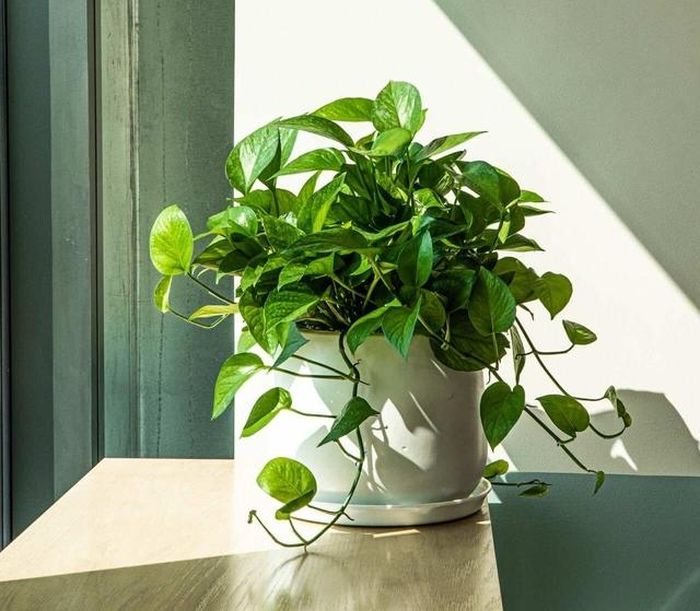 Theo phong thủy thì loài cây cảnh này phản ánh năng lượng giàu trí tưởng tượng và khả năng chữa lành của người sinh tháng 2.