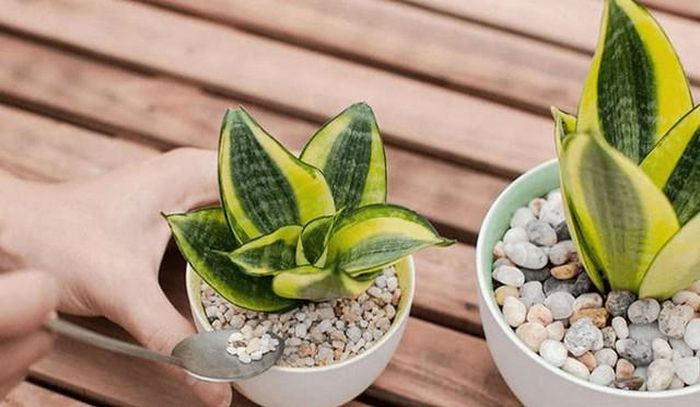 Cây lưỡi hổ không chỉ tô điểm thêm vẻ đẹp cho không gian nhà của bạn mà cây này còn dễ chăm sóc, mang ý nghĩa tốt cho người sinh tháng 1.