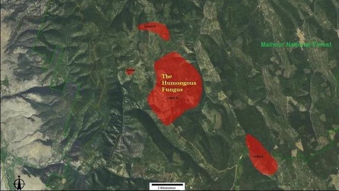 Diện tích ước tính của Genet D trên bản đồ. Hình minh họa: Megalophobia/Reddit