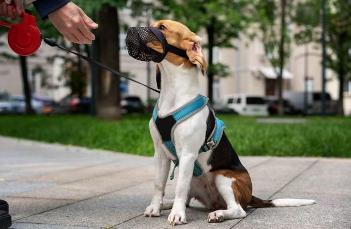 Việc đeo rọ mõm cho chó khi đưa chó ra nơi công cộng là rất cần thiết. Ảnh minh họa: Native Pet.