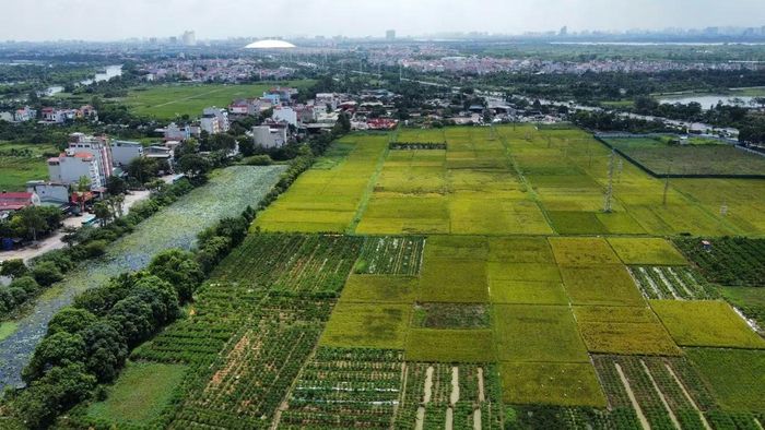 Công trình xây dựng trên đất trồng lúa chỉ được phép xây dựng một tầng và không được xây dựng tầng hầm. Ảnh: Ninh Phan.
