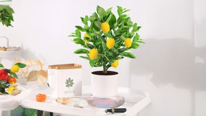 Chanh là cây phong thủy mang lại ý nghĩa tốt đẹp cho gia chủ