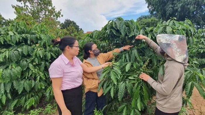 Cán bộ Ngân hàng Chính sách xã hội tỉnh Quảng Ngãi tận tình giúp dân sử dụng vốn vay phát triển kinh tế.
