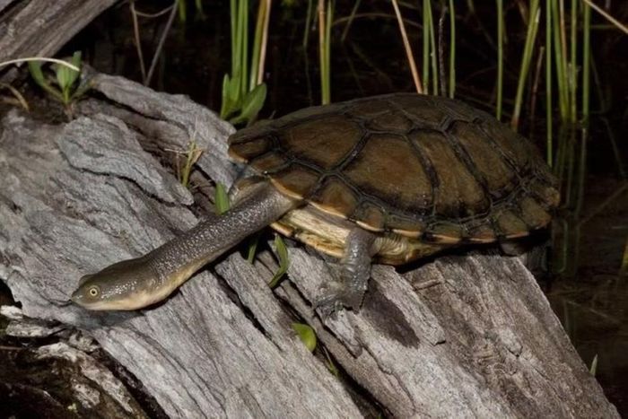 Ảnh: reptilefact