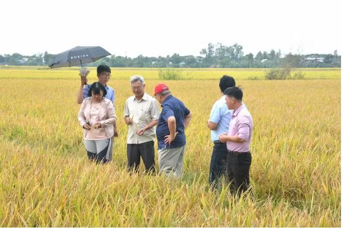 GS.TS Nguyễn Thị Lang hầu như có mặt khắp các tỉnh ĐBSCL và dành trọn thời gian cho nông nghiệp. Ảnh: Ngọc Thắng/NNMT.