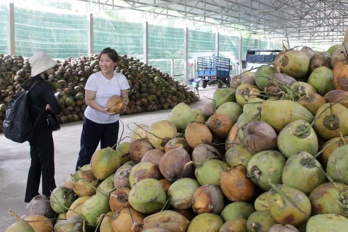 Sau giai đoạn ảm đạm, thị trường dừa tươi tại Đồng bằng sông Cửu Long và TP.HCM đang chứng kiến đợt tăng giá mạnh mẽ. (Ảnh: Huân Trần)