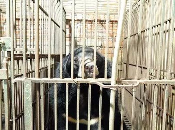 Các cá thể gấu ngựa có trọng lượng lớn hàng trăm kg.