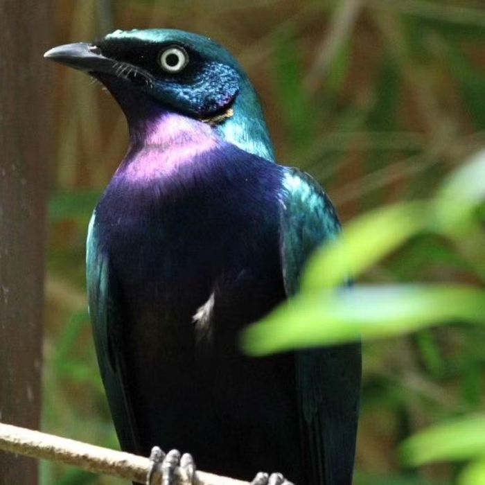 Ảnh: animal.photos.