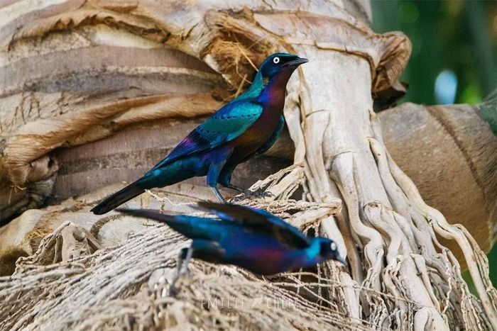 Ảnh: Pinterest