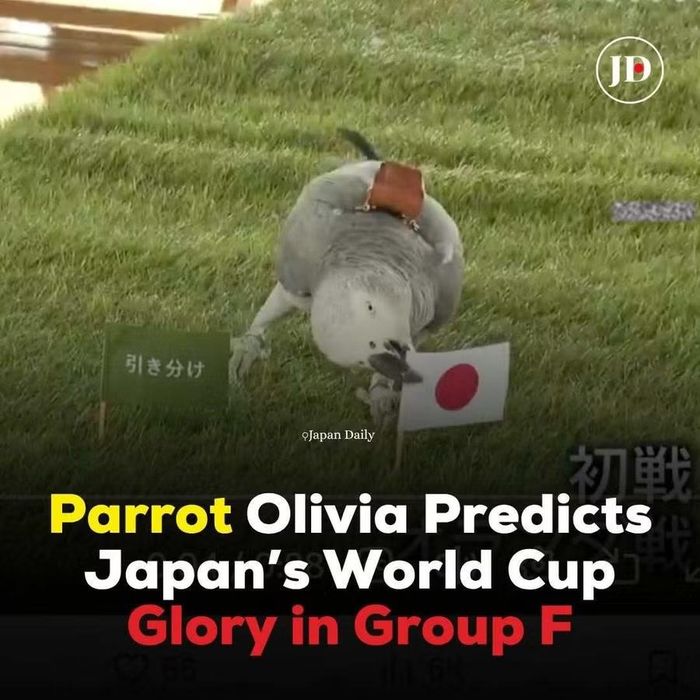Chú vẹt ‘tiên tri’ Olivia chọn cờ Nhật Bản trước cả 3 đối thủ bảng F World Cup 2026.