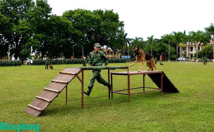 Cán bộ Trung tâm Huấn luyện Bộ đội Biên phòng thực hành biểu diễn huấn luyện chó nghiệp vụ vượt vật cản tại Lễ tuyên thệ. Ảnh: Nguyễn Hào