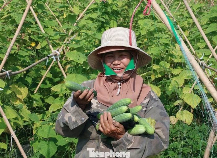 Ông Đoàn Bá Cảnh - Chủ tịch Hội Nông dân xã Giai Lạc cho biết, đây hiện là mô hình nông nghiệp công nghệ cao có quy mô lớn nhất trên địa bàn. “Trước đây khu vực này chủ yếu sản xuất hoa màu nhỏ lẻ, manh mún nên hiệu quả kinh tế không cao. Sau hơn 2 năm triển khai, mô hình của anh Vũ cho thấy dưa lưới và dưa chuột rất phù hợp với điều kiện thổ nhưỡng địa phương, mang lại giá trị kinh tế vượt trội”, ông Cảnh nhận xét.