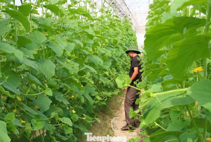 Hiện mỗi năm, riêng cây dưa lưới mang về cho gia đình anh doanh thu hơn 800 triệu đồng sau khi trừ các chi phí sản xuất. Ngoài ra, trang trại còn trồng thêm dưa chuột để tạo nguồn thu phục vụ chi phí vận hành và trả lương cho người lao động.