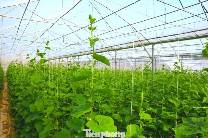 Để hiện thực hóa ý tưởng, người kỹ sư giao thông miệt mài tìm hiểu tài liệu, học hỏi kinh nghiệm từ các mô hình nông nghiệp hiện đại của Nhật Bản, Trung Quốc và nhiều trang trại trong nước. Anh lựa chọn hướng sản xuất nông nghiệp sạch, lấy chất lượng sản phẩm làm yếu tố cốt lõi.