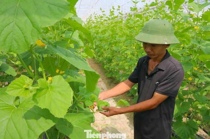 Nhớ lại thời điểm đưa ra quyết định mang tính bước ngoặt, anh Vũ cho biết bản thân phải đối mặt với nhiều ý kiến trái chiều. Không ít người thân, bạn bè khuyên anh nên tiếp tục gắn bó với công việc ổn định bởi ở tuổi ngoài 40, nếu thất bại sẽ rất khó bắt đầu lại. “Tôi hiểu những lo lắng đó. Nhưng càng khó khăn, mạo hiểm thì tôi càng muốn chinh phục. Trước khi nghỉ việc, tôi đã dành nhiều thời gian nghiên cứu kỹ mô hình trồng dưa lưới trong nhà màng, tính toán thị trường và khả năng phát triển lâu dài rồi mới “mạo hiểm””, anh Vũ chia sẻ.