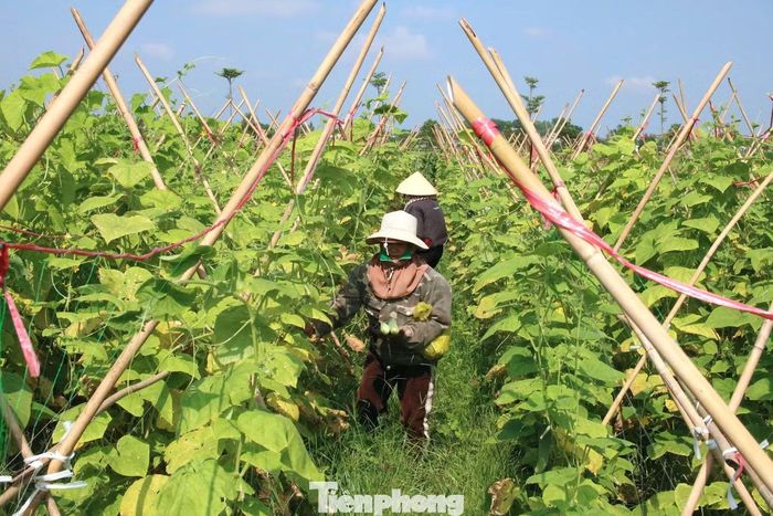 Không chỉ làm giàu cho bản thân, mô hình của anh Vũ còn tạo việc làm thường xuyên cho 5 lao động địa phương với mức thu nhập từ 250.000 - 300.000 đồng/ngày.