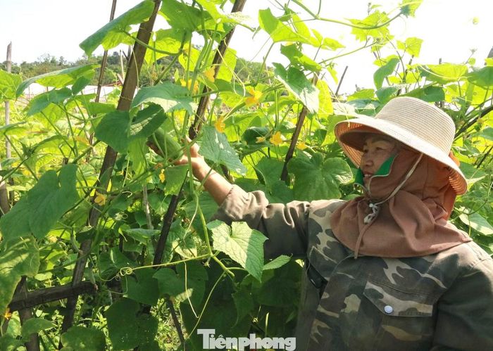 Nghĩ khác và làm khác, anh Vũ tính toán kỹ thời gian xuống giống để không bị "được mùa mất giá". Với dưa chuột, anh chủ động gieo trồng chậm hơn lịch thời vụ khoảng một tháng để tận dụng lợi thế thị trường. Riêng dưa lưới được chia thành nhiều khu vực sản xuất, xuống giống cách nhau khoảng một tuần nhằm kéo dài thời gian thu hoạch, đảm bảo nguồn cung ổn định.