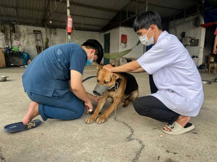 Khuyến cáo người dân tiêm phòng bệnh Dại cho động, vật nuôi