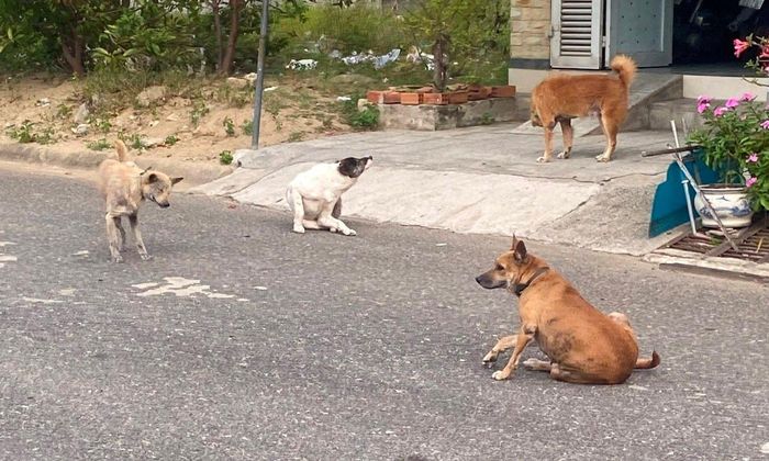 Có thả rông không rọ mõm đe dọa người qua đường