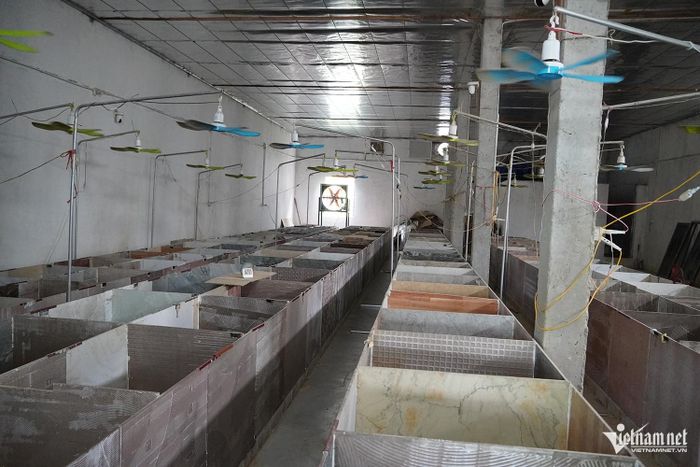 Hệ thống làm mát trong chuồng trại được kiểm soát từ 17-26 độ C.