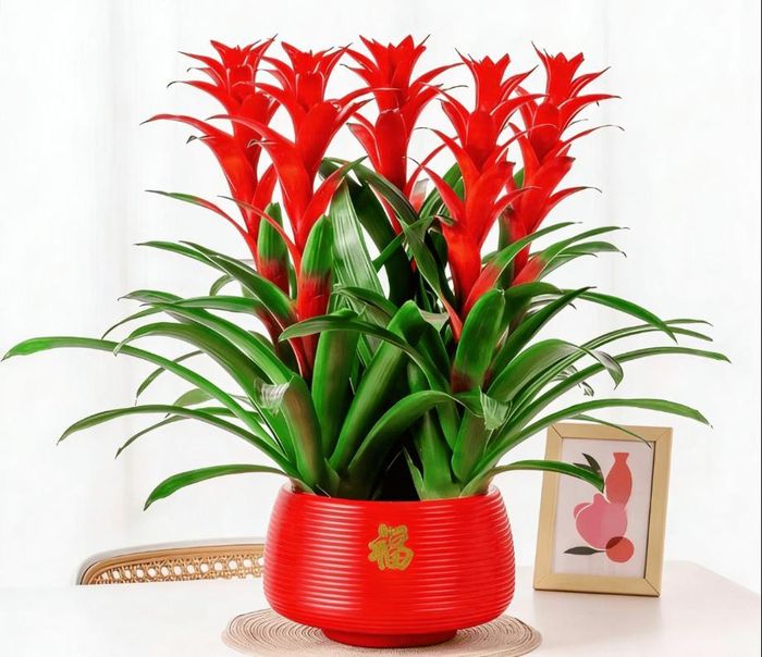 Cây phong lộc với lá xanh pha hồng đỏ hoặc bạc trắng, vừa mang lại may mắn, bình an, vừa tạo độ ẩm tự nhiên tốt cho đường hô hấp.