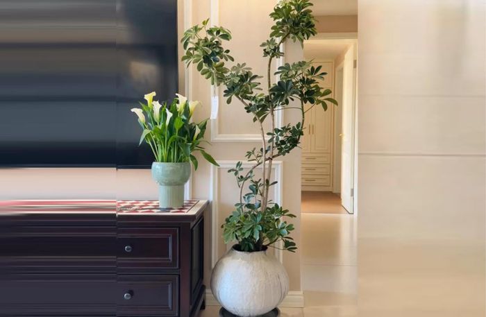 Cây ngũ gia bì với lá chia 5 thùy hình chân vịt, hóa giải sát khí, cân bằng ngũ hành và thanh lọc formaldehyde, benzene hiệu quả.