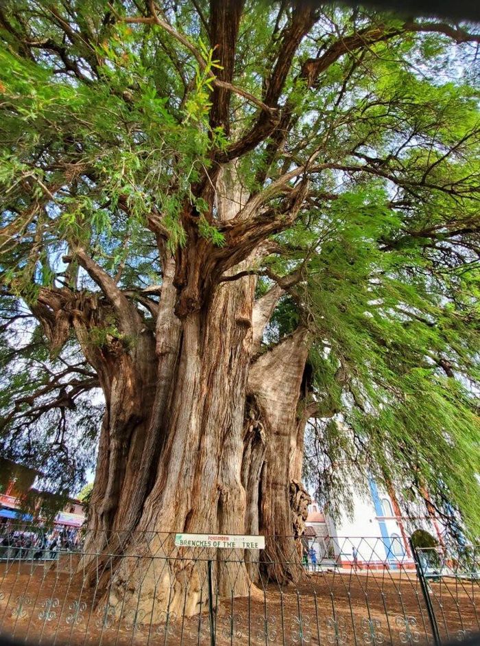 Cây khổng lồ cao khoảng 35,4m. Ảnh: Atlasobscura