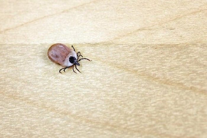 Ấu trùng mò là mầm mống gây ra bệnh sốt mò (Ảnh minh họa).