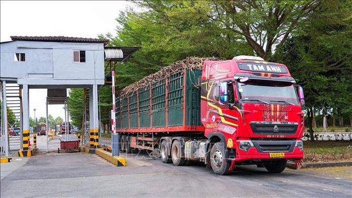 Xe vận chuyển mía nguyên liệu vào Nhà máy đường TTC Tây Ninh phục vụ chế biến.