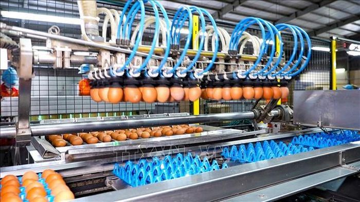 Dây chuyền thu gom, phân loại trứng của Công ty TNHH QL VietNam Agroresources tại ấp Thanh Xuân, xã Tân Biên, tỉnh Tây Ninh.