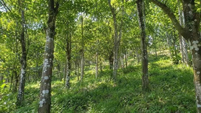 Một góc rừng gió bầu của ông Hoàng Duy Thành ở Liêng Srônh.