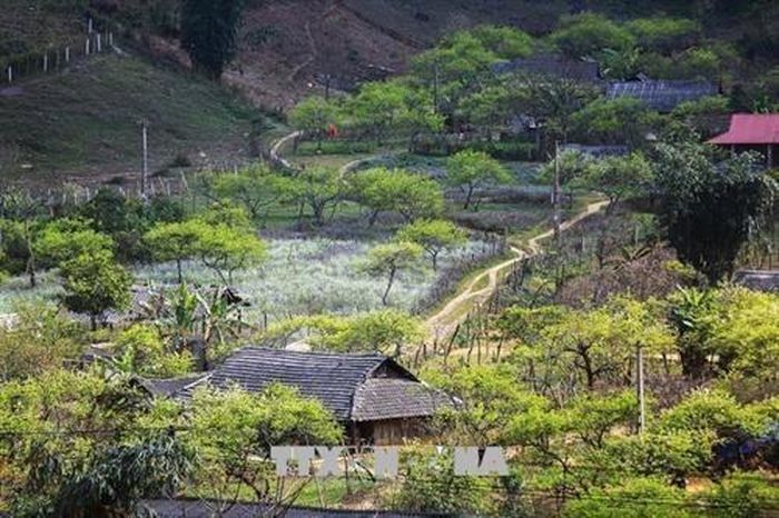 Vẻ đẹp trên cao nguyên Mộc Châu. Ảnh: Trọng Đạt - TTXVN