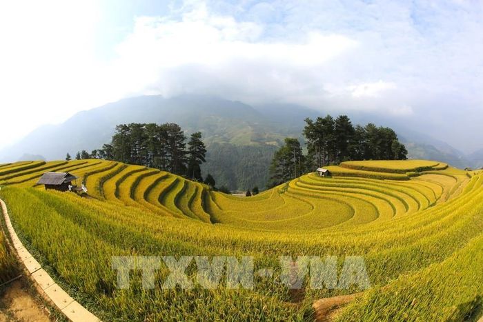 Mù Cang Chải nổi tiếng với những thửa ruộng bậc thang kỳ vĩ. Ảnh: Tuấn Anh - TTXVN