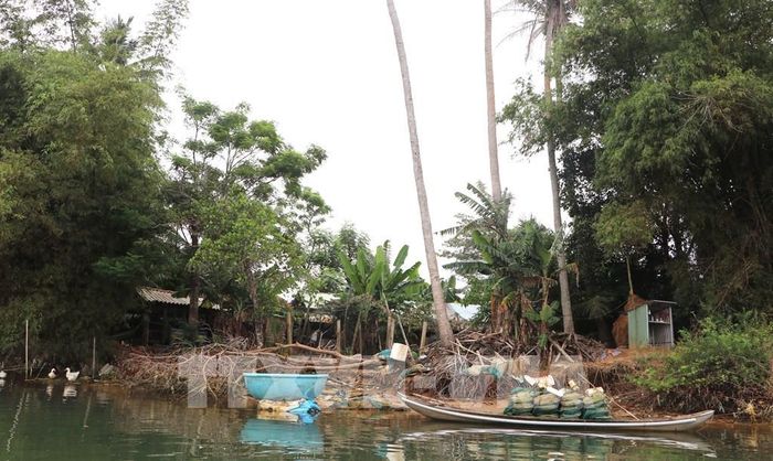 Hệ thống cây xanh chắn sóng, bờ tre bảo vệ của người dân liên tục bị cuốn trôi xuống lòng sông. Ảnh: Đinh Hương - TTXVN
