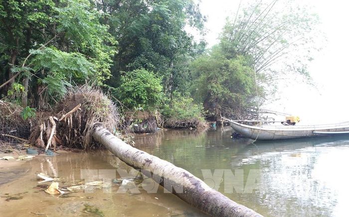 Cây trồng nhằm giữ đất ven sông đã bị dòng nước "bẻ" gãy. Ảnh: Đinh Hương - TTXVN