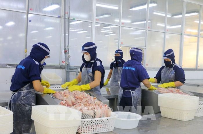 Chế biến cá tra xuất khẩu tại Công ty Cổ phần xuất nhập khẩu Thủy sản Cửu Long An Giang, phường Long Xuyên, tỉnh An Giang. Ảnh: Công Mạo - TTXVN
