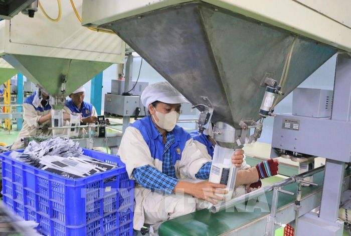 Đóng gói gạo xuất khẩu tại Công ty Trách nhiệm hữu hạn Một thành viên Lương thực Thoại Sơn, thuộc Công ty Cổ phần Tập đoàn Lộc Trời. Ảnh: Công Mạo - TTXVN