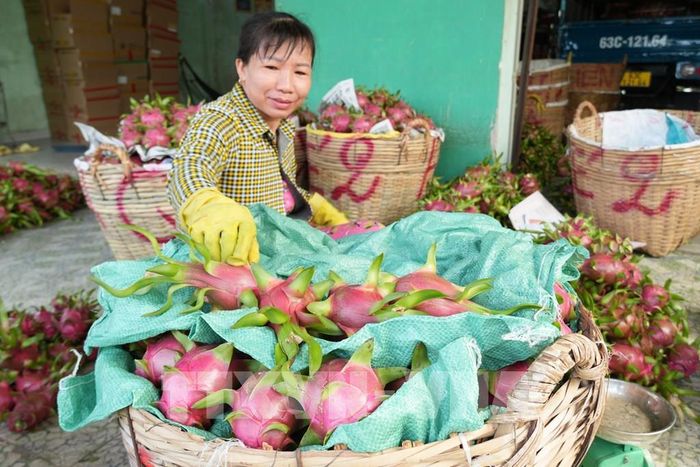 Phân loại trái thanh long tại vựa thu mua. Ảnh: Công Trí - TTXVN