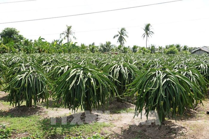 Vườn thanh long chuyên canh ở xã Tân Thuận Bình, tỉnh Đồng Tháp. Ảnh:Công Trí - TTXVN