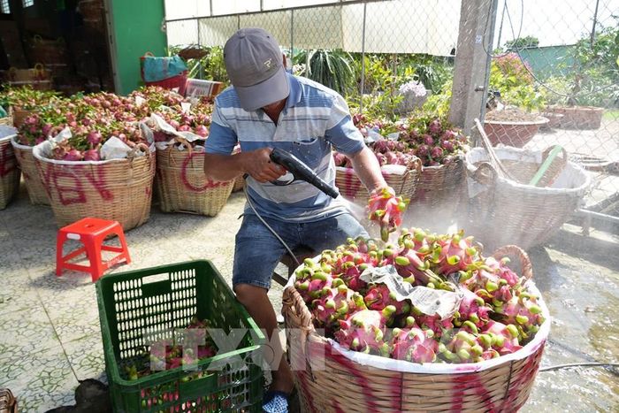Rửa trái thanh long tại vựa thu mua. Ảnh: Công Trí - TTXVN