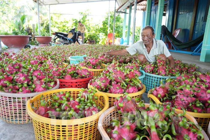 Ông Triệu Văn Tôn tại ấp Tân Thành, xã Tân Thuận Bình (Đồng Tháp) phân loại thanh long. Ảnh: Công Trí - TTXVN