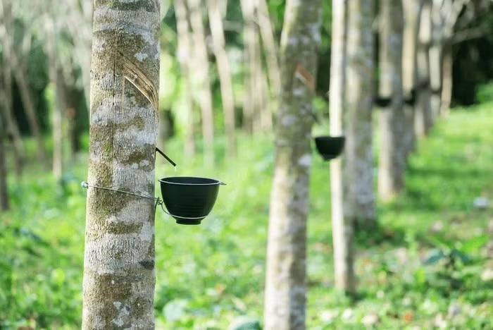 Trong nước, giá thu mua mủ cao su vẫn duy trì ổn định