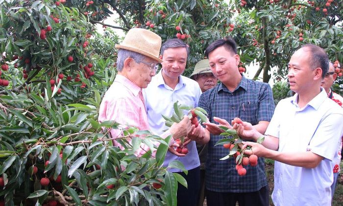  Ông Yushita Hiroyuki tìm hiểu về quy trình canh tác vải thiều. 