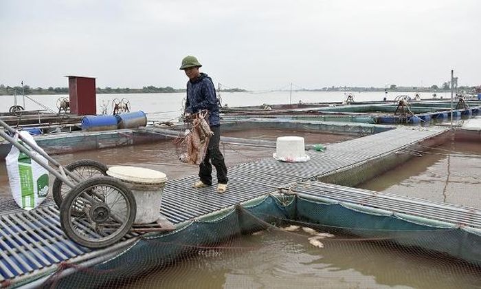  Anh Phạm Sỹ Lượng mỗi ngày đều thu gom xác cá diêu hồng tại các lồng để xử lý. 