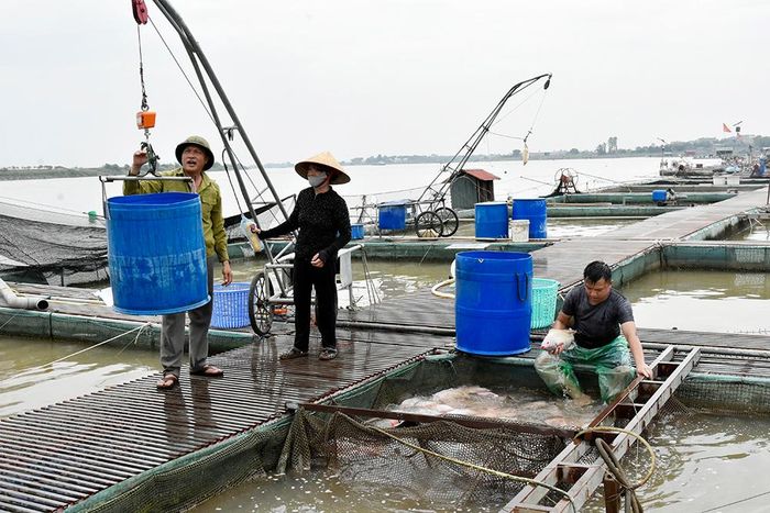  Một số hộ tranh thủ thu hoạch cá lồng để giảm bớt thiệt hại trước nắng nóng. 