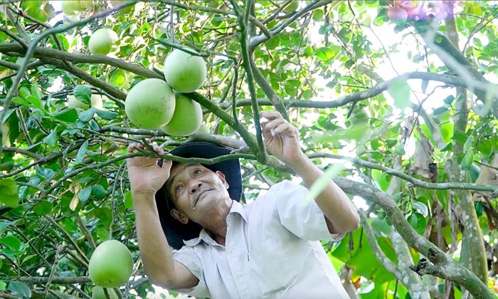 Trải nghiệm du lịch nông nghiệp cũng cần quan tâm đến việc cải thiện quy trình sản xuất xanh - sạch. Ảnh: PHAN VINH