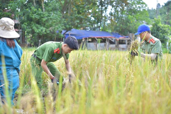 Công an xã xã La Dêê giúp người dân biên giới thu hoạch lúa. Ảnh: ĐVCC